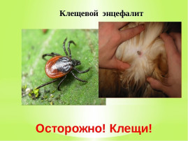 Осторожно- клещи! Осторожно- клещи!.